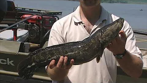 Invasive Species - Snakehead