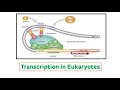 Transcription in Eukaryotes || Eukaryotic RNA Polymerase