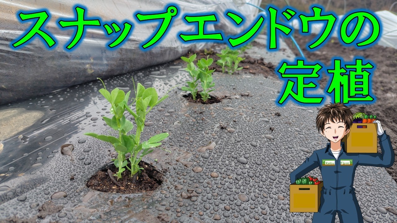 【スナップエンドウの定植】露地でも栽培始まりました。