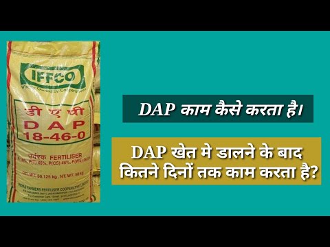 ऐसे काम करता है DAP खेत में।DAP का असर खेत मे कितने दिन तक रहता है।