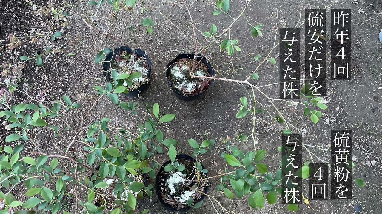 硫安だけを与えていたブルーベリーの鉢植え　ここに来て異変　昨年は元気良かったのに？　やっぱりバランスが大事か？偏った肥料の施肥はダメな様子