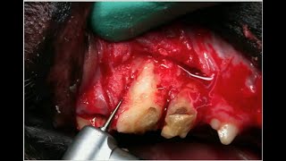 Veterinary Dentist Reveals What To Use For Hemorrhage Control In The Dog & Cat