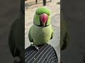 parrot sound 🦜🙏🦜#parrot #ringneckparrot #birds #parrottalking #nonstoptalkingparrot #mithukibatain🙏🙏