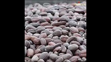 Making Of Jojoba Cold Pressed Oil At SNAANA 