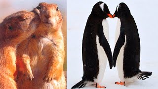 Monogamous Animals: The MOST FAITHFUL Species