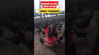 kadaknath chicks #kadaknath #kadaknathchicks #kadaknathfarm #kadaknathmurga #shorts #trendingshorts