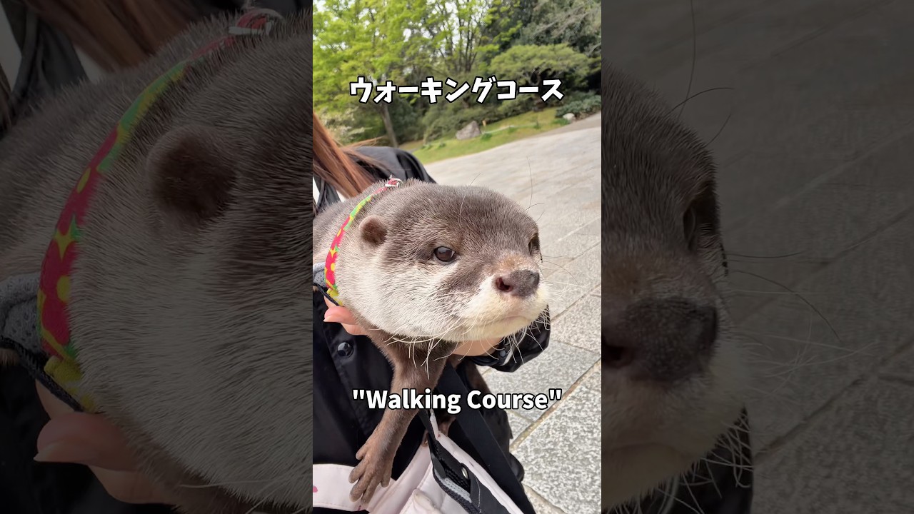 Otter Strolling Through Kyoto #shorts - YouTube