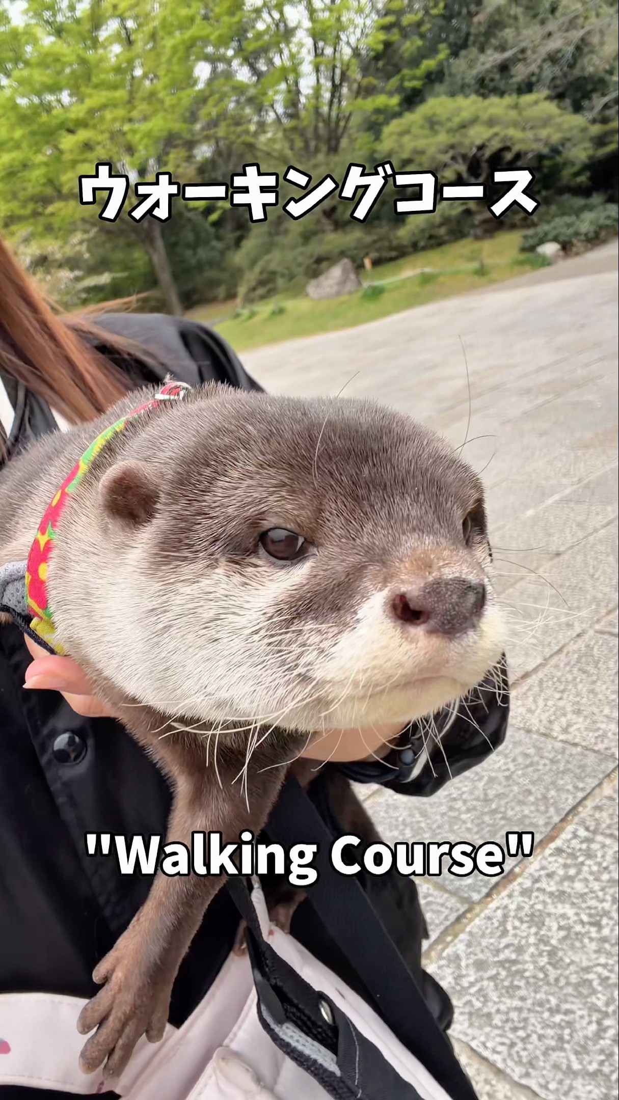 専用です⭐︎ルートル Otter Strolling Through Kyoto #shorts - YouTube