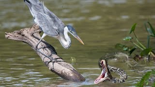 Heron vs Snake - Making Mistakes, Hunters Killed by Opponents Mercilessly