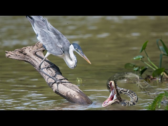Heron vs Snake - Making Mistakes, Hunters Killed by Opponents Mercilessly class=