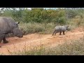 A Rhino Calf Gets Very Confident Before Running Off with Mom | Plus Big Cat Sightings!