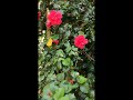 jindegi khudke jese jio dusroke batose nehi#motivation #shorts_ #viralvideo