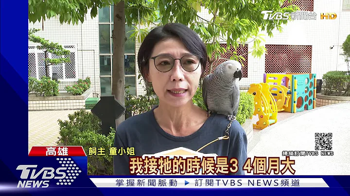 灰鹦鹉走失2天寻获!聪明的牠主动找人求救｜TVBS新闻 - 天天要闻