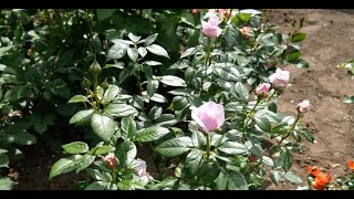 Pacific Blue (Hopes and dreams) Rose Review Blue Rose Cost