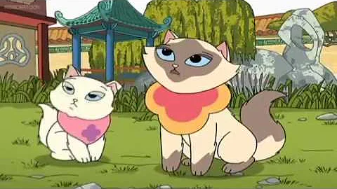 Video 932101: chinese siamese, sagwa kitten