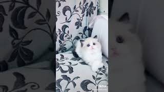 The most beautiful cat and funny cat 