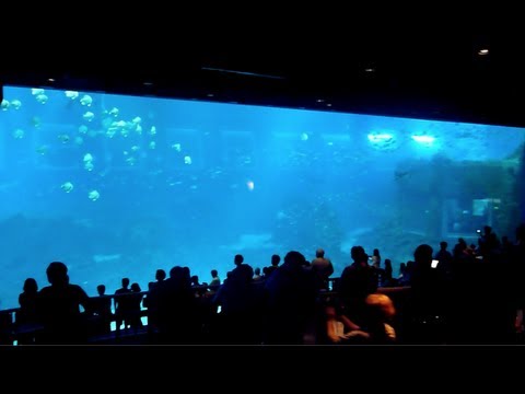 TL's Singapore Marine Park (LARGEST VIEWING TANK IN THE WORLD)! (3/7/2013)