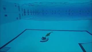 Gliding Robotic Fish Glide & Swim in Pool (Underwater View)