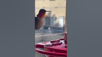 Hummingbirds Headed to YOUR Backyard? Find Out Here!