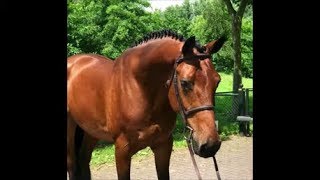 Exceptional 5 Year Old Hunter Gelding. Top, Top Prospect.