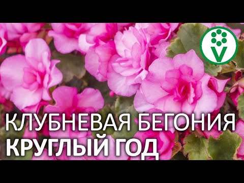 Клубневая бегония уход в домашних условиях зимовка