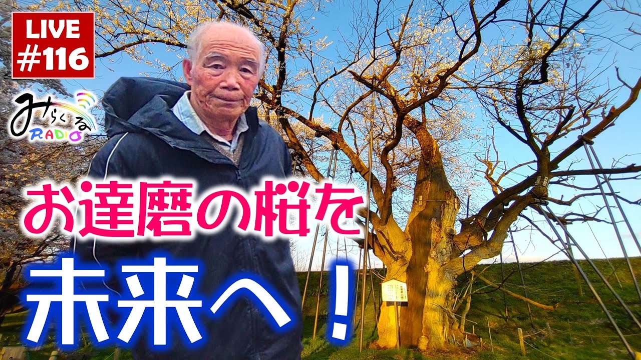 お達磨の桜を未来へ！お達磨の桜保存対策協議会 結城昭一会長＆大津幸恵