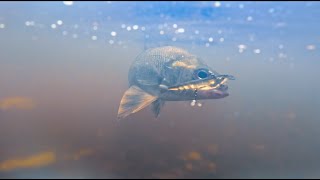 Bass Fishing In Australia WITH HOME MADE LURES !!