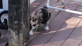 Mini Aussiedoodle Puppy For Sale