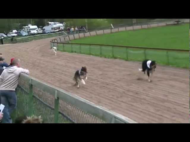 Borzois run 480 m @ Hyvinkää 17.05.2012