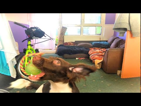 วีดีโอ: ทำไมสุนัขถึงได้รับการติดเชื้อในหู?