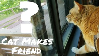 Cat Makes a New Friend | Cat Receives a Visitor by The Cat Who Knows Words 161 views 3 years ago 1 minute, 18 seconds