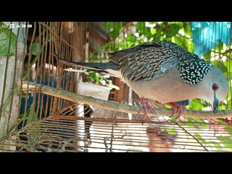❤️🔥❤️🔥রাগী ঘুঘু পাখির ডাক /Dove bird call / gugu pakir dak /ঘুঘু পাখির ডাক ২০২৩