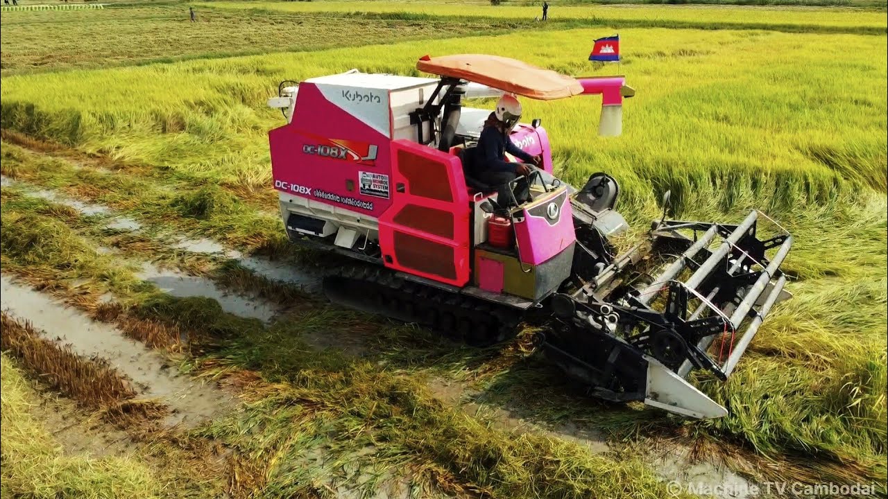Full Rice Harvesting Process with Kubota Machine Cambodia Fields