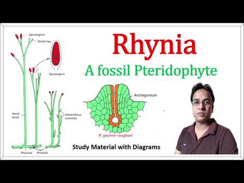 Video: Är rhynia ett levande fossil?