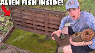 I Found a Sewer INFESTED with Mysterious Alien Fish!