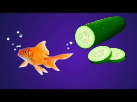 How to feed fish Cucumber/Zucchini