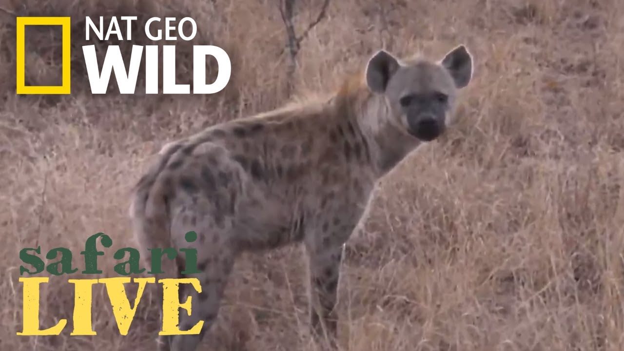 adventureland movie Safari Live - Day 184 | Nat Geo Wild