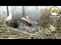 Suara Masteran Burung Jalak Nias Yang Bersarang Di Ventilasi Gedung Apartment Mp3 - Mp4 Download