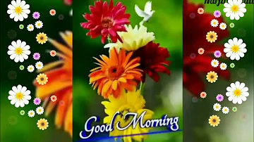 good morning💖good morning video💘good morning status video💓beautiful good morning WhatsApp status💗💗💗💗