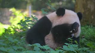 Giant Panda Bao Yuan 宝元
