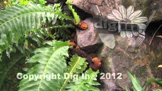 Rabbit Foot Ferns Growing On Rocks In Garfield Park Conservatory, Chicago