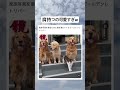 可愛すぎるやろww #猫#犬#かわいい#shorts#やばい