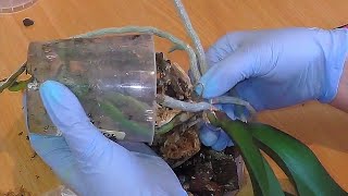 Пересадить орхидею Оспариваю общепринятые понятия о времени пересадки орхидей