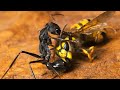 15 Craziest Fights In The Insect Kingdom