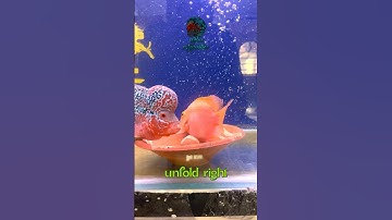 Parrot Fish Breeding || New life is ready to begin in my Aquarium #shortvideo #shorts