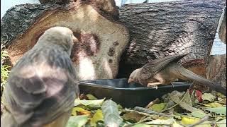 Foraging Habits of Yellow-Billed Babblers at Dawn
