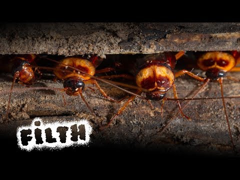 Video: Frisätter kackerlackor feromoner när de dödas?