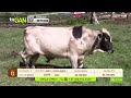 Tu vitrina ganadera- TvAgro por Juan Gonzalo Angel
