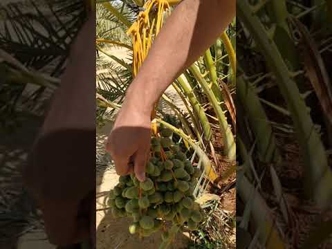 ازاي تاخد ثمرة بلح سيوي بمواصفات عالميه