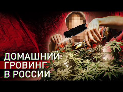 ⚠️ КАК РАСТЯТ ТРАВУ В РОССИИ: СЕКРЕТЫ ПОДПОЛЬНЫХ ГРОВЕРОВ